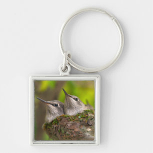 Kolibris im Babyalter Schlüsselanhänger