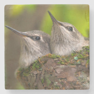 Kolibris im Babyalter Steinuntersetzer
