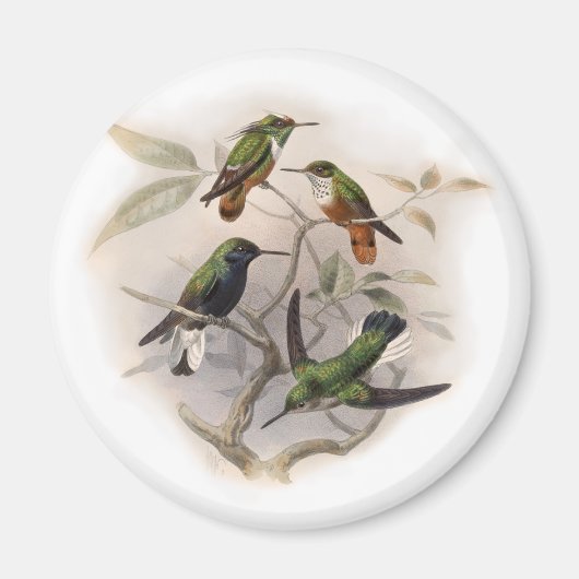 Kolibris im Flug Magnet (Vorne)