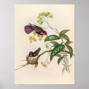 Kolibris im Vintage-Stil von John Gould Poster