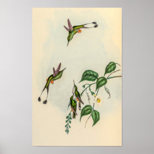 Kolibris im Vintage-Stil von John Gould Poster