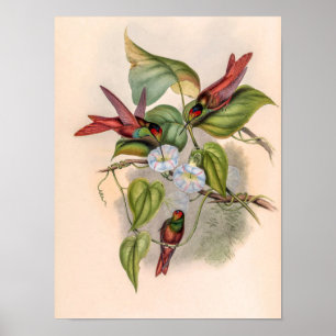 Kolibris im Vintage-Stil von John Gould Poster