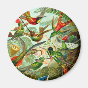 Kolibris Magnet