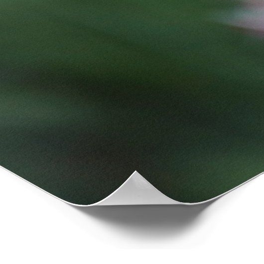 Kolibris mit Belladonna Poster (Ecke)