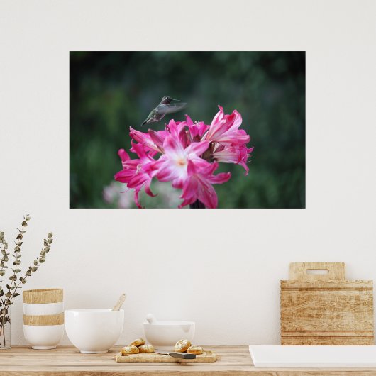 Kolibris mit Belladonna Poster (Küche)