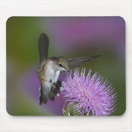 Kolibris mit Ruby-Kehle im Flug am Dickicht Mousepad (Vorne)