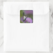 Kolibris mit Ruby-Kehle im Flug am Dickicht Quadratischer Aufkleber (Tasche)