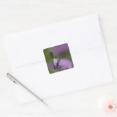 Kolibris mit Ruby-Kehle im Flug am Dickicht Quadratischer Aufkleber (Umschlag)