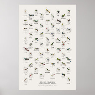 Kolibris - Naturalist's Library Poster