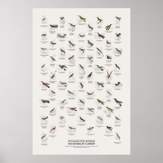 Kolibris - Naturalist's Library Poster (Vorne)