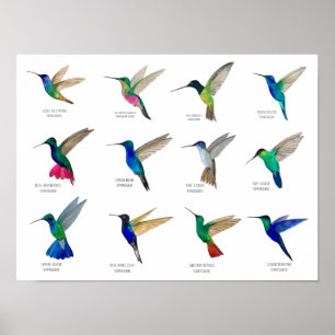 Kolibris Poster