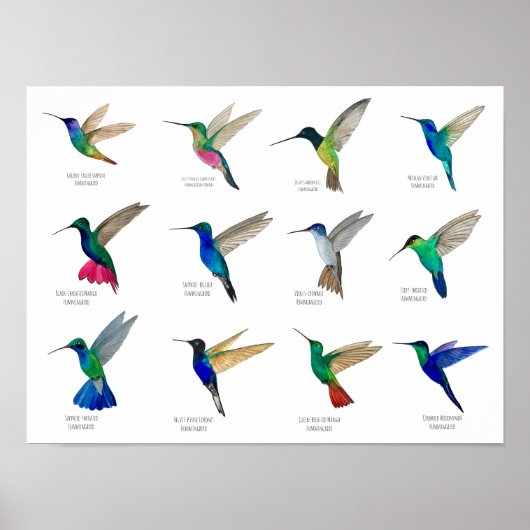 Kolibris Poster (Vorne)