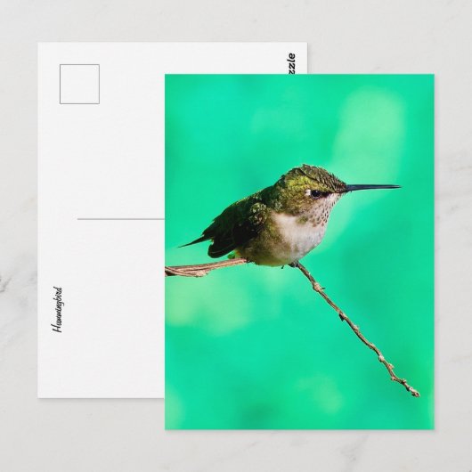 Kolibris Postkarte (Vorne/Hinten)