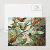 Kolibris Postkarte (Vorne/Hinten)