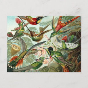 Kolibris Postkarte