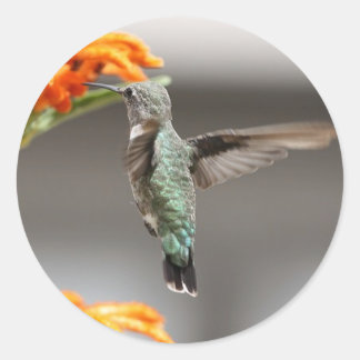 Kolibris Runder Aufkleber