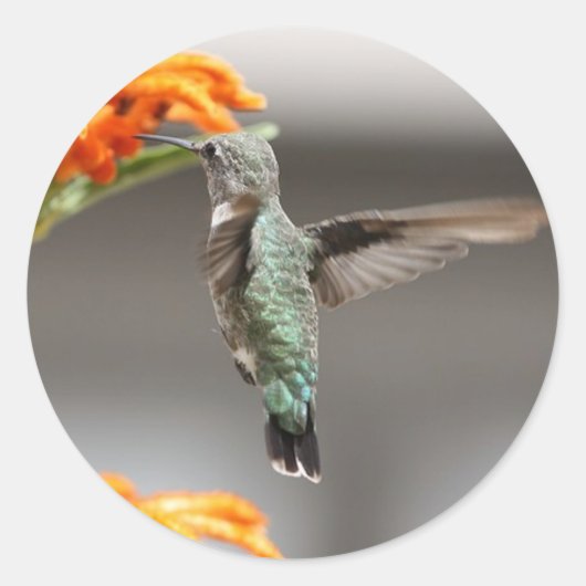 Kolibris Runder Aufkleber (Vorderseite)