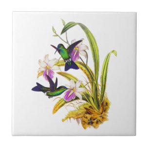 Kolibris und violette Orchideen Fliese