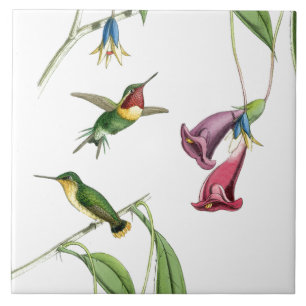 Kolibris Vögel Blumen Floral Tiere Wildnis Fliese