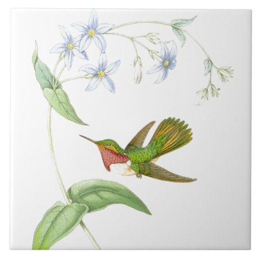Kolibris von Gould Fliese (Vorderseite)