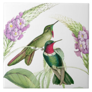 Kolibris von Gould Fliese