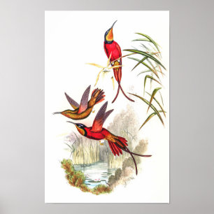 Kolibris von John Gould Poster