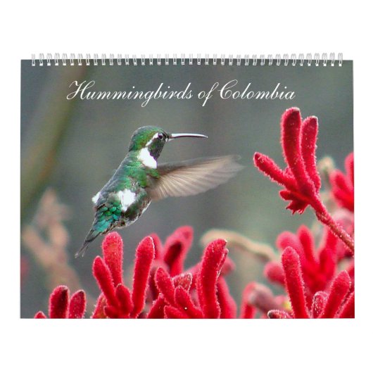 Kolibris von Kolumbien Kalender (Titelbild)