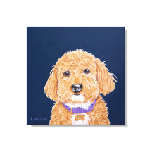 Kollegiat Goldendoodle