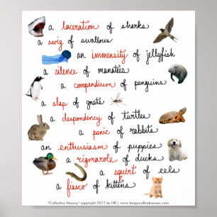 Kollektive Nouns: Plakate