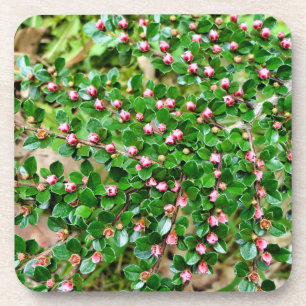 Kölner Horizontalis Getränkeuntersetzer