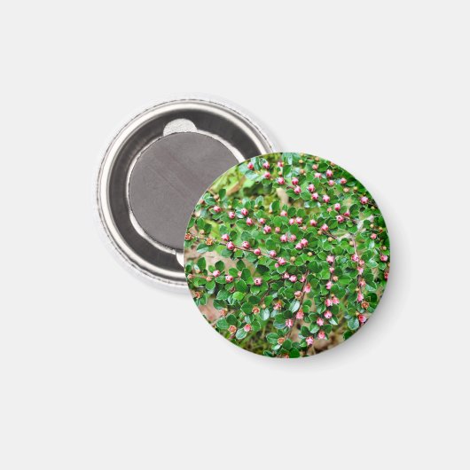 Kölner Horizontalis Magnet (Vorderseite/Rückseite)