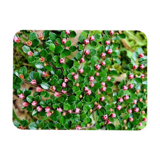 Kölner Horizontalis Magnet (Horizontal)