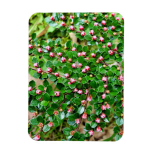 Kölner Horizontalis Magnet