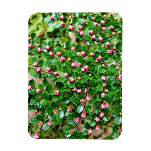 Kölner Horizontalis Magnet (Vertikal)