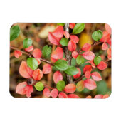 Kölner Horizontalis Magnet (Horizontal)