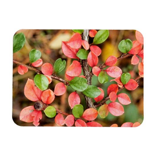 Kölner Horizontalis Magnet (Horizontal)