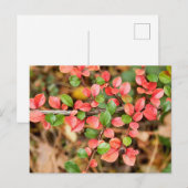 Kölner Horizontalis Postkarte (Vorne/Hinten)