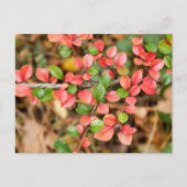 Kölner Horizontalis Postkarte (Vorderseite)