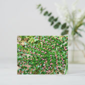 Kölner Horizontalis Postkarte (Stehend Vorderseite)