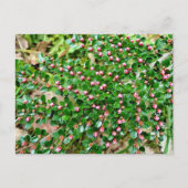 Kölner Horizontalis Postkarte (Vorderseite)