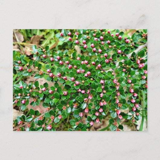 Kölner Horizontalis Postkarte (Vorderseite)