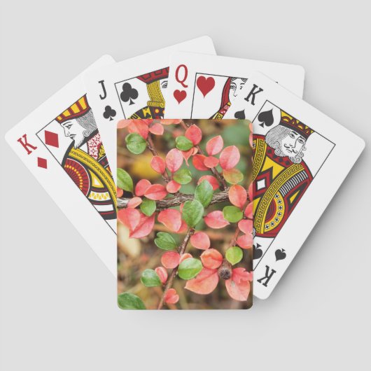 Kölner Horizontalis Spielkarten (Rückseite)