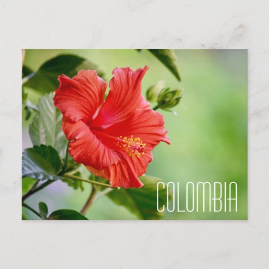 Kolombia Hibiskus Blume Postkarte (Vorderseite)