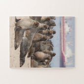 Kolonie der Cape-Fur-Siegel Puzzle (Horizontal)