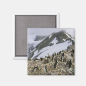 Kolonie der Chinstrap-Pinguine Magnet (Vorderseite/Rückseite)