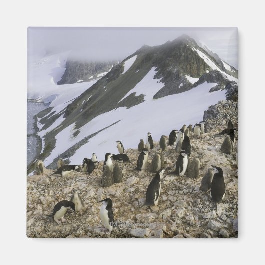 Kolonie der Chinstrap-Pinguine Magnet (Vorne)