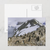 Kolonie der Chinstrap-Pinguine Postkarte (Vorne/Hinten)