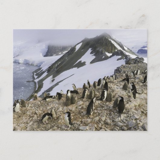 Kolonie der Chinstrap-Pinguine Postkarte (Vorderseite)