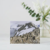 Kolonie der Chinstrap-Pinguine Postkarte (Stehend Vorderseite)
