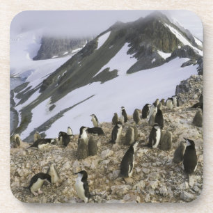 Kolonie von Chinstrap Pinguinen Getränkeuntersetzer